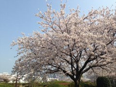 1桜