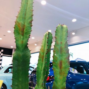 サボテン病気 300x300 Jpg